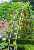 Willow arbour with climbing ornamental gourds