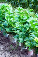 Apium graveolens 'Victoria' - Forcing Celery using newspaper