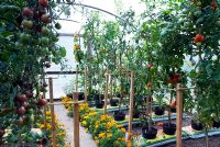 Tomatoes in growbags in greenhouse with marigolds