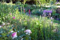 Romantic herbaceous border in evening light