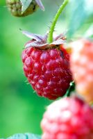 Rubus idaeus 'Autumn Bliss' - Raspberry