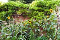 Helianthus annus - Sunflowers and sweetcorn in walled garden