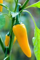 Capsicum annuum 'Bulgarian Carrot' - Chilli pepper
