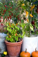 Capsicum annuum 'Prairie Fire' and Capsicum annuum 'Bulgarian Carrot' - Chilli peppers growing in containers