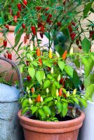Capsicum annuum 'Prairie Fire' - Chilli pepper growing in container