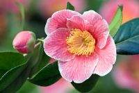 Camellia japonica 'Adelina Patti'