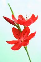 Schizostylis - Kaffir lily