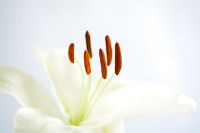 Lilium - White lily stamen