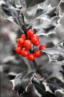 Ilex aquifolium aurea marginata - Holly