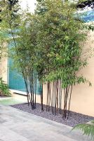 Bamboo with slate mulch against painted wall