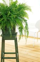 Nephrolepsis exaltata 'Bostoniensis' - Boston fern on a sturdy green wooden stand