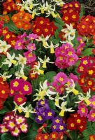 Primula - Polyanthus Group interplanted with clumps of Narcissus 'Jenny'