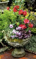 Moss encrusted urn with instant 'off-the-shelf' spring plant selection. Camellia with Euphorbia x martini, Heuchera 'Plum Pudding', small leaved variegated ivy and pansies