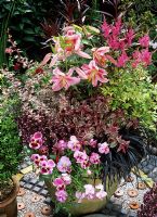 Pink themed giant terracotta pot with Lilium 'Miss Rio', Astilbe, Fuchsia 'Sunray', Ophiopogon nigrescens, pink pansies, Berberis thunbergii 'Harlequin' and Teucrium chamaedrys