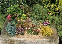 Stone sink planted with alpines and dwarf evergreens and dressed with fine gravel including Primula auricula, Sempervivum, Sedum, Thymus, Lewisia, Morisia, Cryptomeria, Juniperus and Chamaecyparis