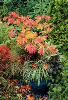 Acer japonicum 'Aconitifolium' in blue glazed Chinese pot with dwarf variegated bamboo, brown leaved Uncinia rubra, Carex oshimensis 'Evergold' - Variegated sedge  and Saxifraga fortunei 'Black Ruby'