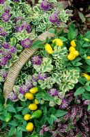 Yellow peppers used for decoration in a late summer and autumn basket display with Hebe 'Silver Queen' and pink bud heather Calluna vulgaris 'Aphrodite'