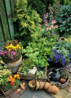 Selection of containers showing a wide range of plants available for spring displays