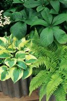 Contrasting foliage in containers made from sheets of corrugated iron. Hosta 'Wide Brim' with Polystichum setiferum and Rodgersia pinnata 'Superba'