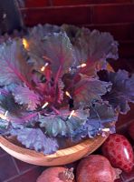 Fairy lights in bowl of ornamental cabbage leaves