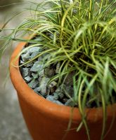 Ornamental grass in pot with stone chippings