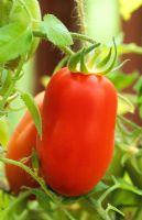 Tomato 'Incas' - Plum tomatoes