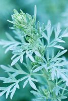 Artemisia absinthium 'Lambrook Silver' - Absinthe