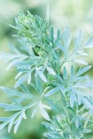 Artemisia absinthium 'Lambrook Silver' -  Absinthe