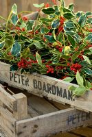 Wooden box with cut stems of Ilex x altaclerensis 'Golden King' - Variegated holly at How Hill, Norfolk