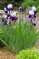 Iris 'Braithwaite' - Tall bearded Iris and Buxus sempervirens