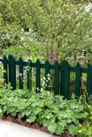 Dark green picket fence fronted by border of Alchemilla mollis - Lady's Mantle