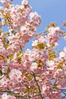 Prunus 'Pink Perfection' - Cherry Tree blossom 