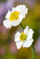 Ranunculus amplexicaulis - White Butter Cup