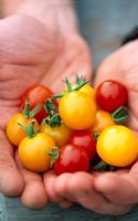 Holding freshly picked tomatoes 'Sungold' and 'Tumbler'
