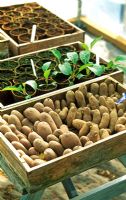 Wooden box of potatoes and containers of young plants