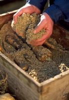 Covering carrots in sand in wooden box 