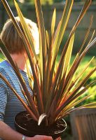 Woman holding potted Phormium