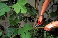 Pruning Ficus - fig tree