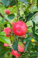 Malus 'Discovery' 