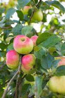 Malus - Apples on tree in September