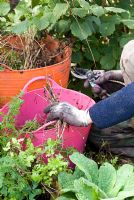 Girl with garden gloves and floral secateurs removing dead heads into brightly coloured buckets from Tanacetum parthenium in organic kitchen garden