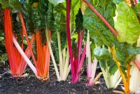 Beta vulgaris 'Rainbow Chard' in an organic vegetable garden in early October 