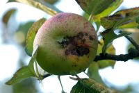 Venturia inaequalis - Apple scab on a Malus domestica 'Bramley Seedling' - Bramley cooking apple 
