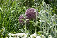 Stachys byzantina, Allium christophii and Dianthus 'Mrs Sinkins' - Lucy Redman's School of Garden Design