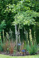 Ginkgo biloba supported with stake and underplanted with Carex buchananii, Sisyrinchium striatum and Ornithogalum - Lucy Redman's School of Garden Design