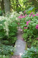 Path leading through woodland garden, large stone used as bridge and Filipendula purpurea on right