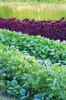 Vegetable garden with asian vegetables,  Celtuce, Mitsuba, Cabbage Yukina Savoy, Shungiku, Pac Choi, Calaloo and Linum usitatissimum