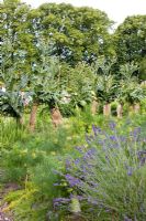 Potager with Cynara cardunculus covered to keep the stalkes tender for eating, Lavandula, Foeniculum vulgare and Rosmarinus officinalis