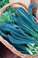 Brassica 'Nero di Toscana' - Black Kale