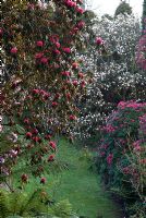 Magnolia and Rhododendrons in Spring